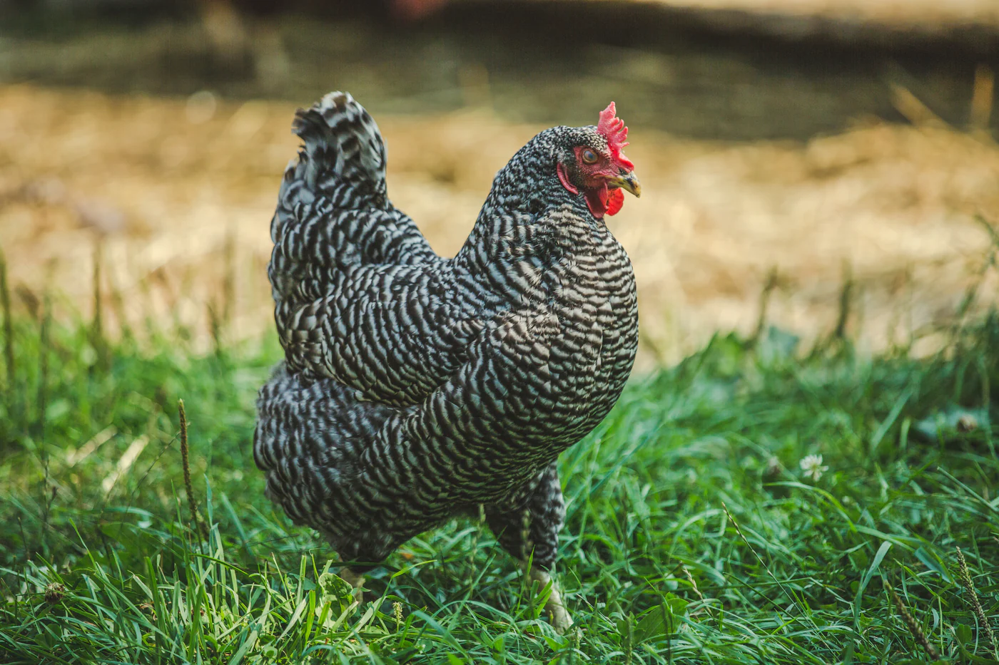 Build Your Dream Backyard Flock