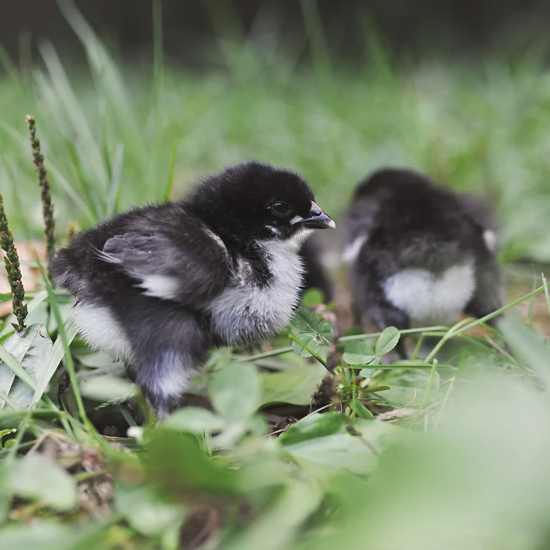 Chicks