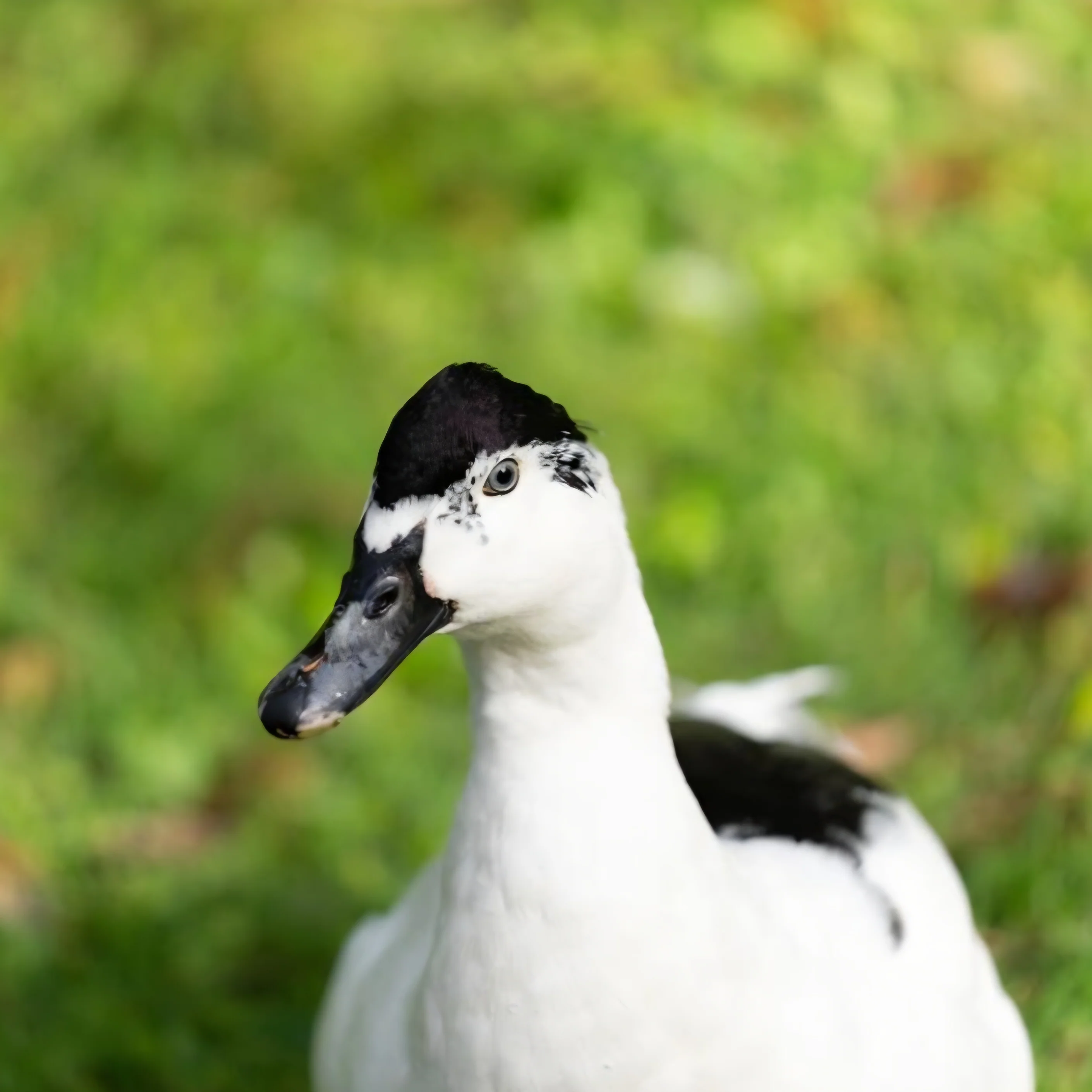 Waterfowl